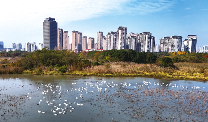 萬鳥翔集月亮湖