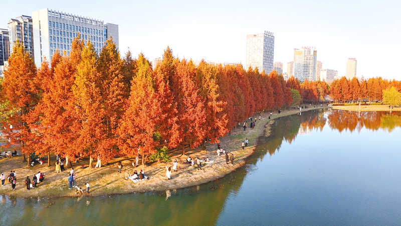 濕地杉林紅似火